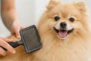 Happy fluffy dog being gently brushed at home with a grooming brush.